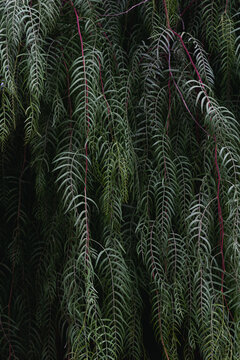 Molle tree, (the pink pepper tree)