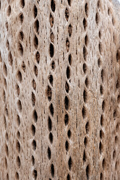 Texture of a dry cactus