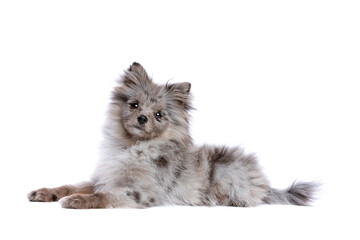 Blue Merle Pomeranian