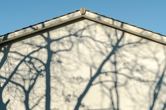 Tree shadows