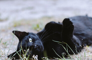 black cat in the grass