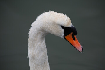 Swan close up in lake
