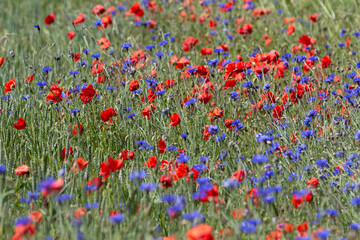 Field of nature full of summer flowers