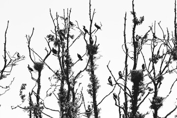 Huge group of great cormorants in a treeline