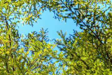 Larix decidua green branches in blue sky (European larch tree)