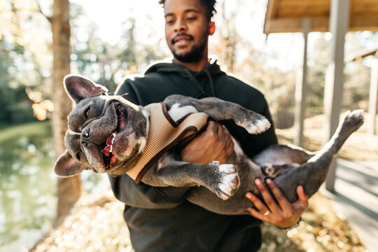 An African American man holding his french bulldog. - Powered by Adobe