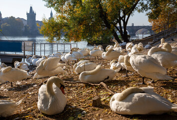 Prague - The Charles bridge and the swans on the Vltava river.
