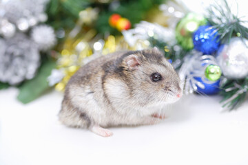 ジャンガリアンハムスター