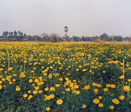 Marigold field