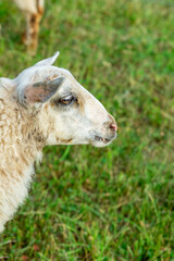 close-up profile of a white sheep, portrait of livestock on the background of a green meadow
