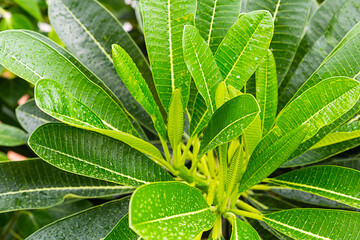 laurel bush with evergreen large, oval and green leaves design basis of flora close-up
