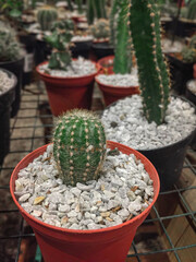 A cactus planted in an orange pot. A small cactus, with white stones at the base, and is surrounded by other cacti in a nursery.