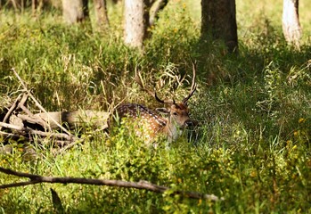 Fallow deer in state park