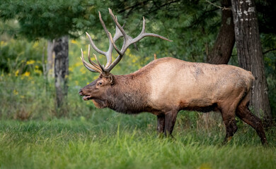 A Large Bull Elk 