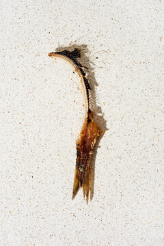 sardine backbone