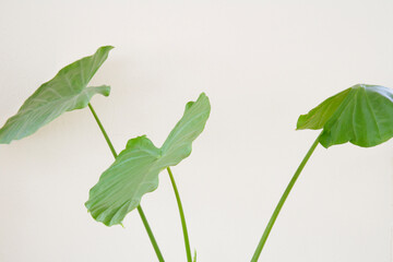 観葉植物