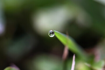 Water Droplet on Grass