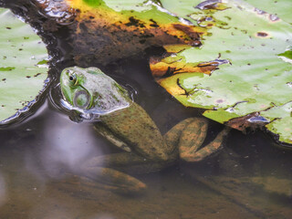 Large Bullfrog in Pond Next to Lily Pads with Head Above Water, Rest of Body and Legs in Water But Visible 