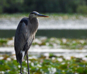 Blue Heron Bird Standing on Water's Edge with Water Filled with Lily Pads Blurred in Background