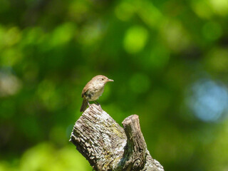 House Wren Bird Perched at End of Tree Branch Looking to the Side in the Sunlight and Blurred Green Forest in Background