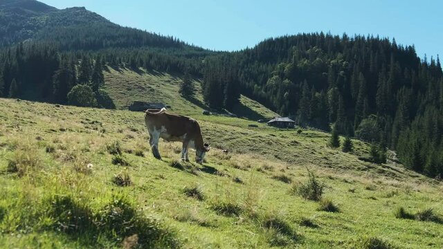 Brown Cow Grazes on a Green Mountain Meadow in the Highlands. Slow Motion