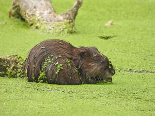 Muskrat Eating While Sitting in Algae Pond with Algae Blooms on Fur