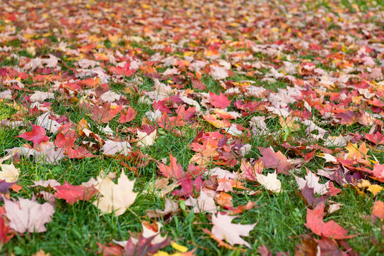 Autumn leaves fallen on the grass
