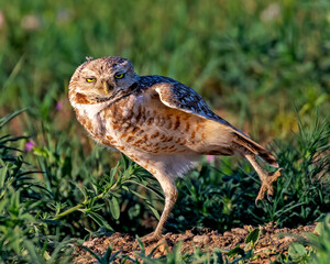 Burrowing owl standing on one foot