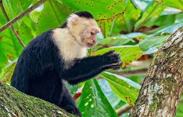 Capuchin monkey sitting in a tree on the coast of Costa Rica