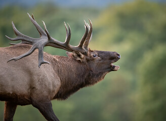 Naklejka na ściany i meble A Large Bull Elk 