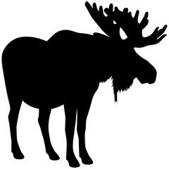 Vector illustration of a silhouette of a standing bull moose.