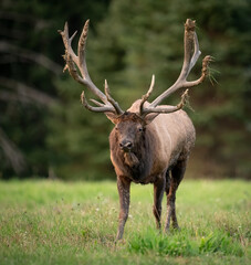 Fototapeta na wymiar A Large Bull Elk 