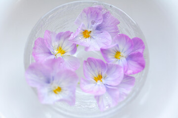 水に浮かべたパンジー