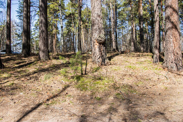 spring forest, last year's foliage. early spring