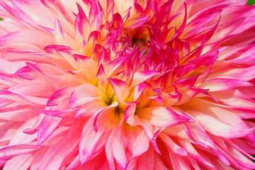 Pink and yellow spider dahlia flower in bloom in the garden