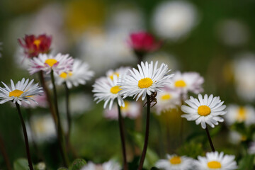 Flowers in grass. Spring in April.
