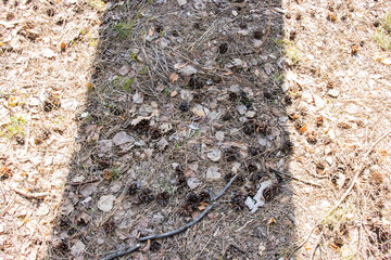 spring forest, last year's foliage. early spring