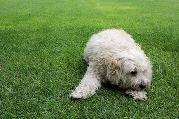 
Beautiful white Labradoodle medium breed dog, sitting and lying on the grass of the field by the lake side