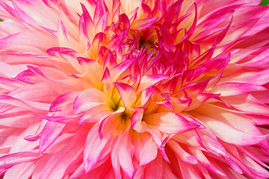 Pink and yellow spider dahlia flower in bloom in the garden