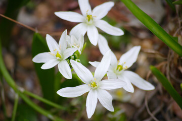 スプリングスター