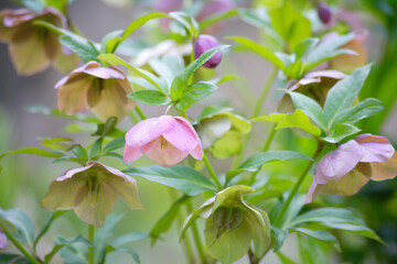 クリスマスローズ