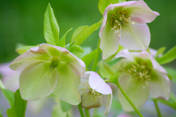 クリスマスローズ