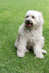
Beautiful white Labradoodle medium breed dog, sitting and lying on the grass of the field by the lake side