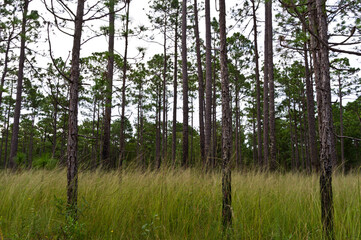 Mixed Pine Forest and Grass Land