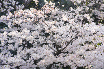 桜の花