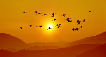 Fototapeta premium Sandhill cranes in flight at sunrise above the mountains