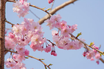 青空の桜