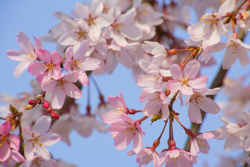 青空の桜