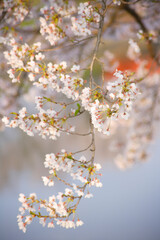 水面に映る桜