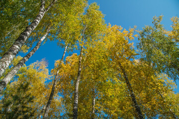 Autumn trees against the blue sky, view up. Colorful natural background.